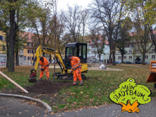 Baumpflanzung im Rahmen des Projektes "Mein Stadtbaum"