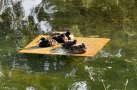 Enten im Weimarhallenpark